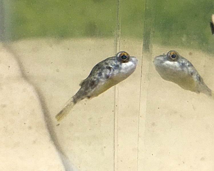Fahaka Puffer ~ 7-8cm